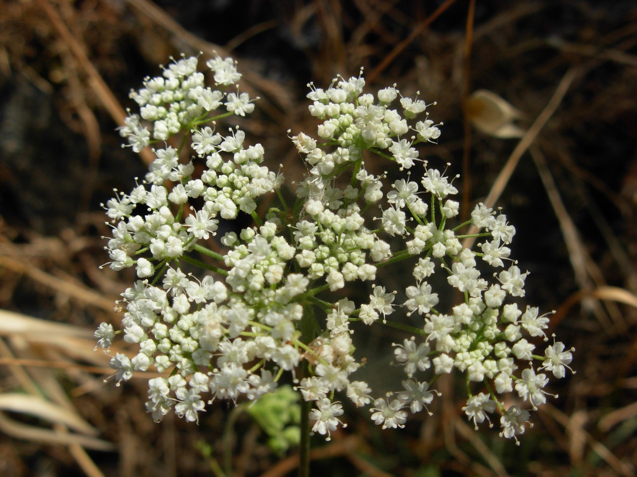 Pimpinella peregrina L./Tragoselino calcitrappa